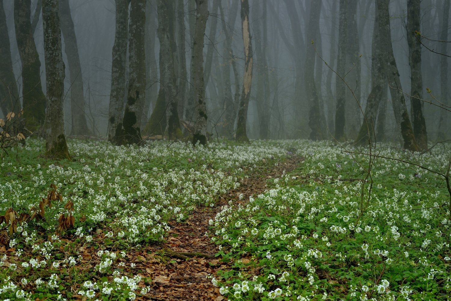 весна лес утро туман граб тропа, Александр Жарников