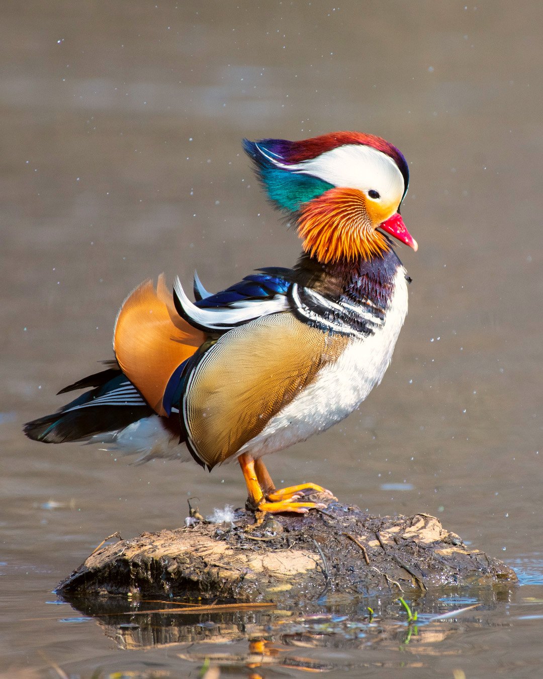 mandarinduck, duck, wildlife, water, lake, bird, colors, Иван Боровков