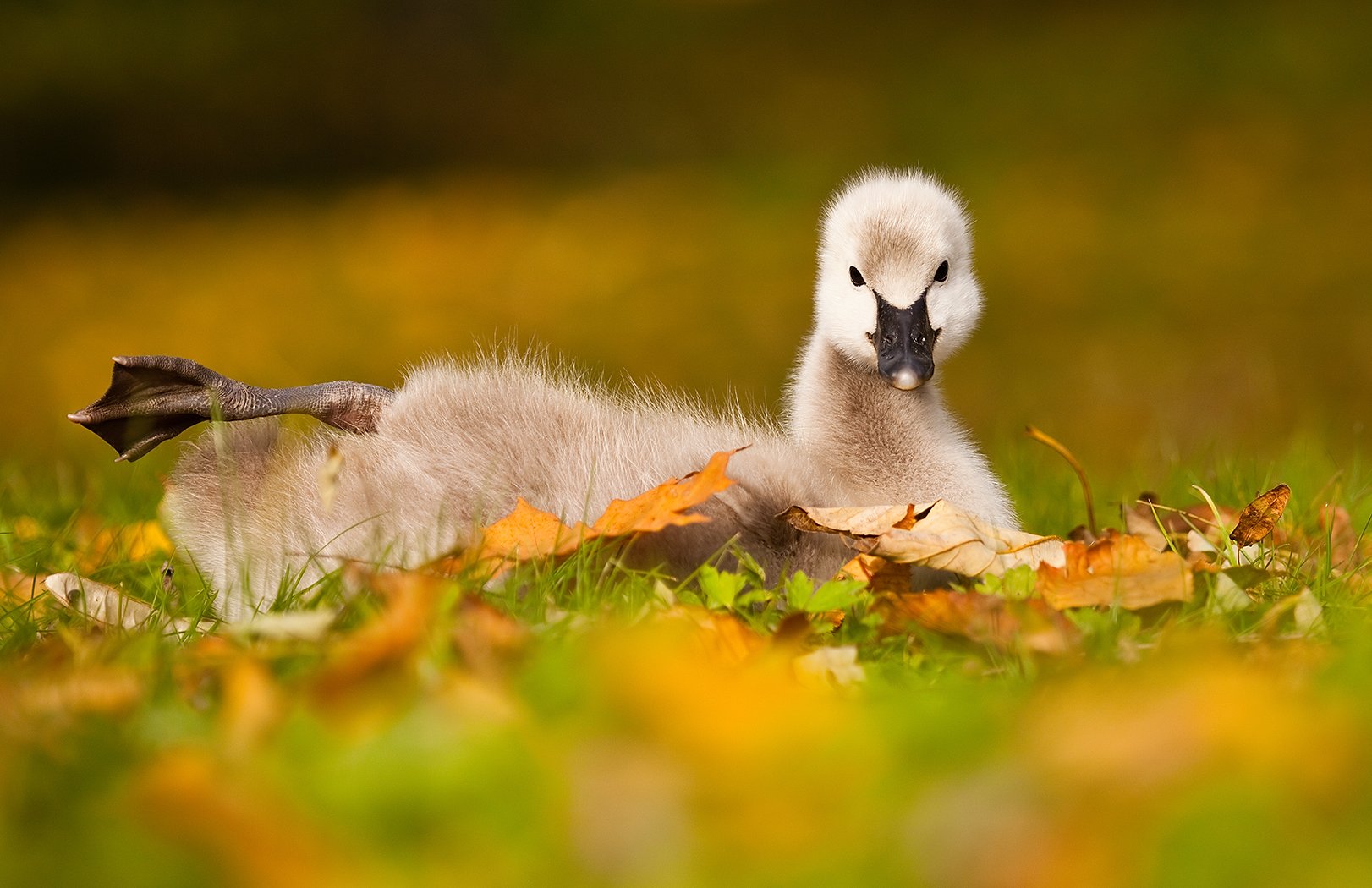 , Robert Adamec