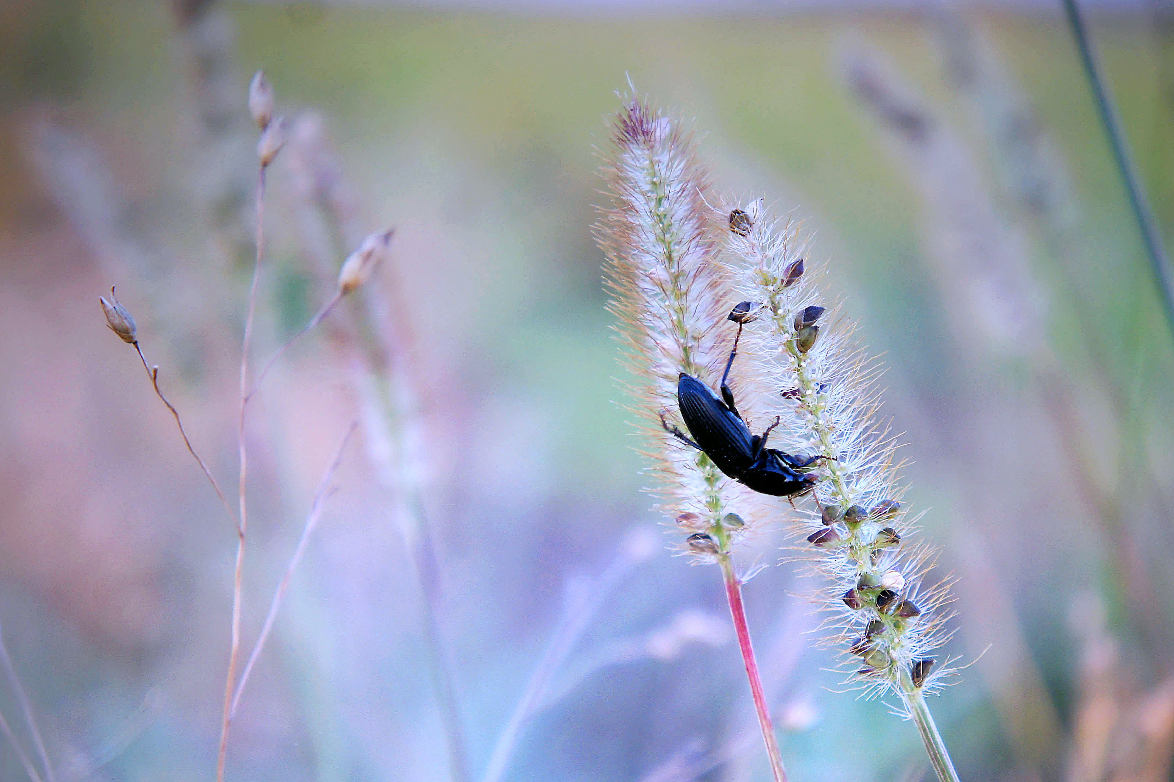 природа лето цветы цветок трава флора красота жук насекомое, Людмила