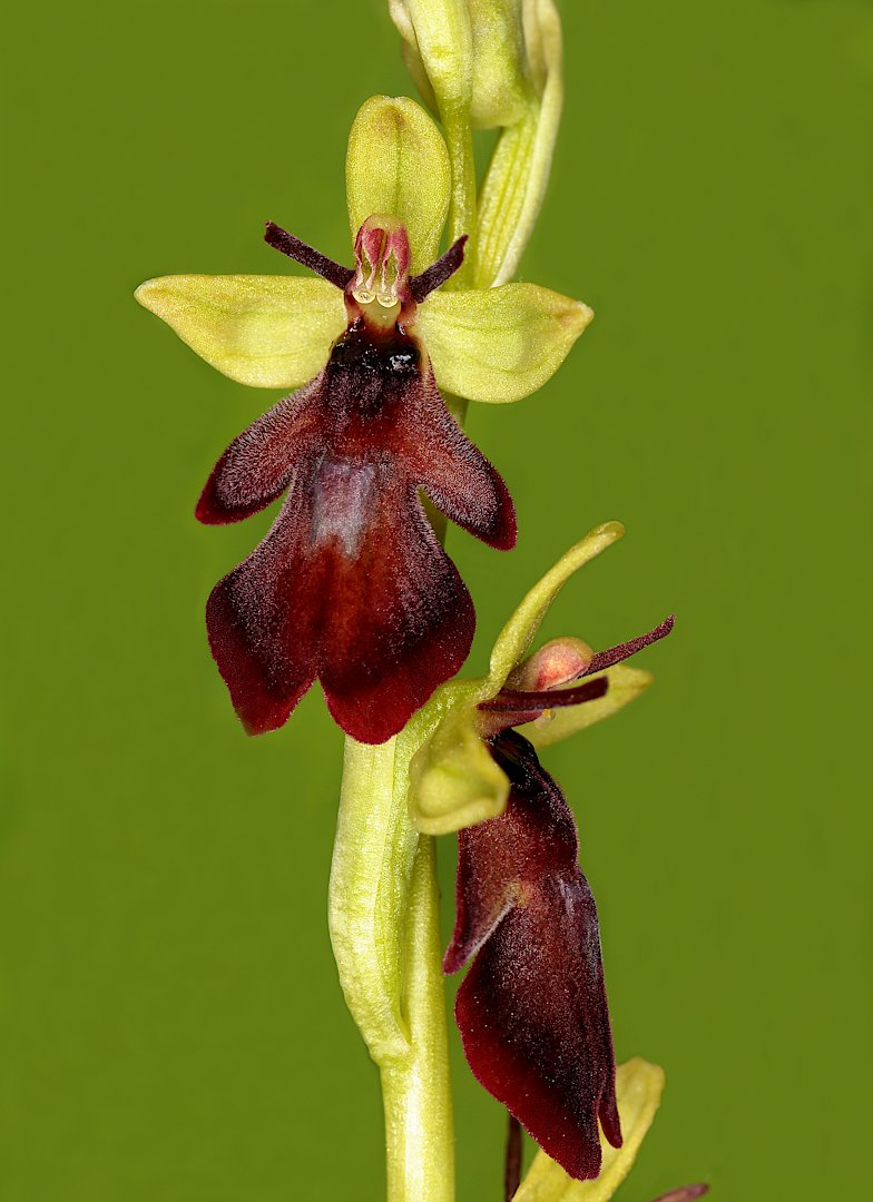 ophrys , insectifera , орхидея, Александр Зорин