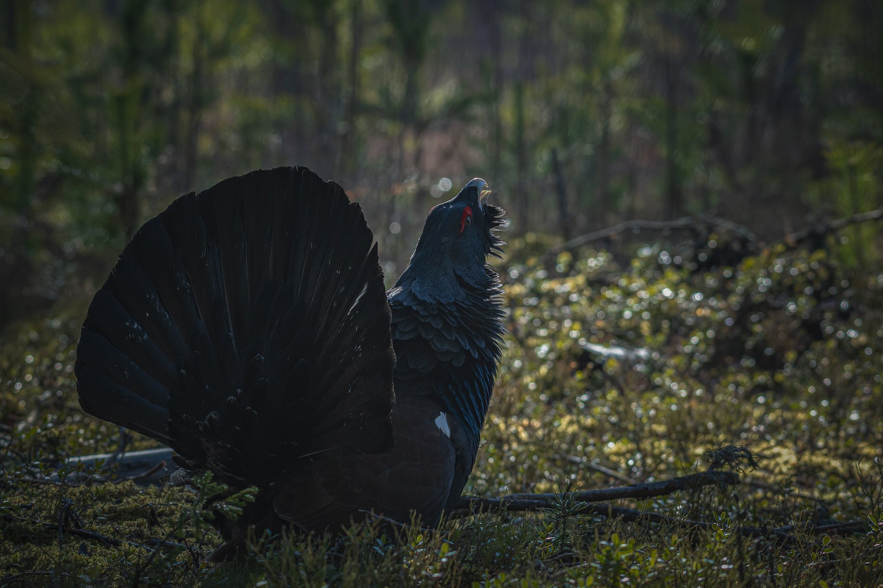 real wildlife, wildlife, nature, forest, wildlife photographer, capercaillie, bird photography, глухарь, tetrao urogallus, bird,, Aleksey Sharypin