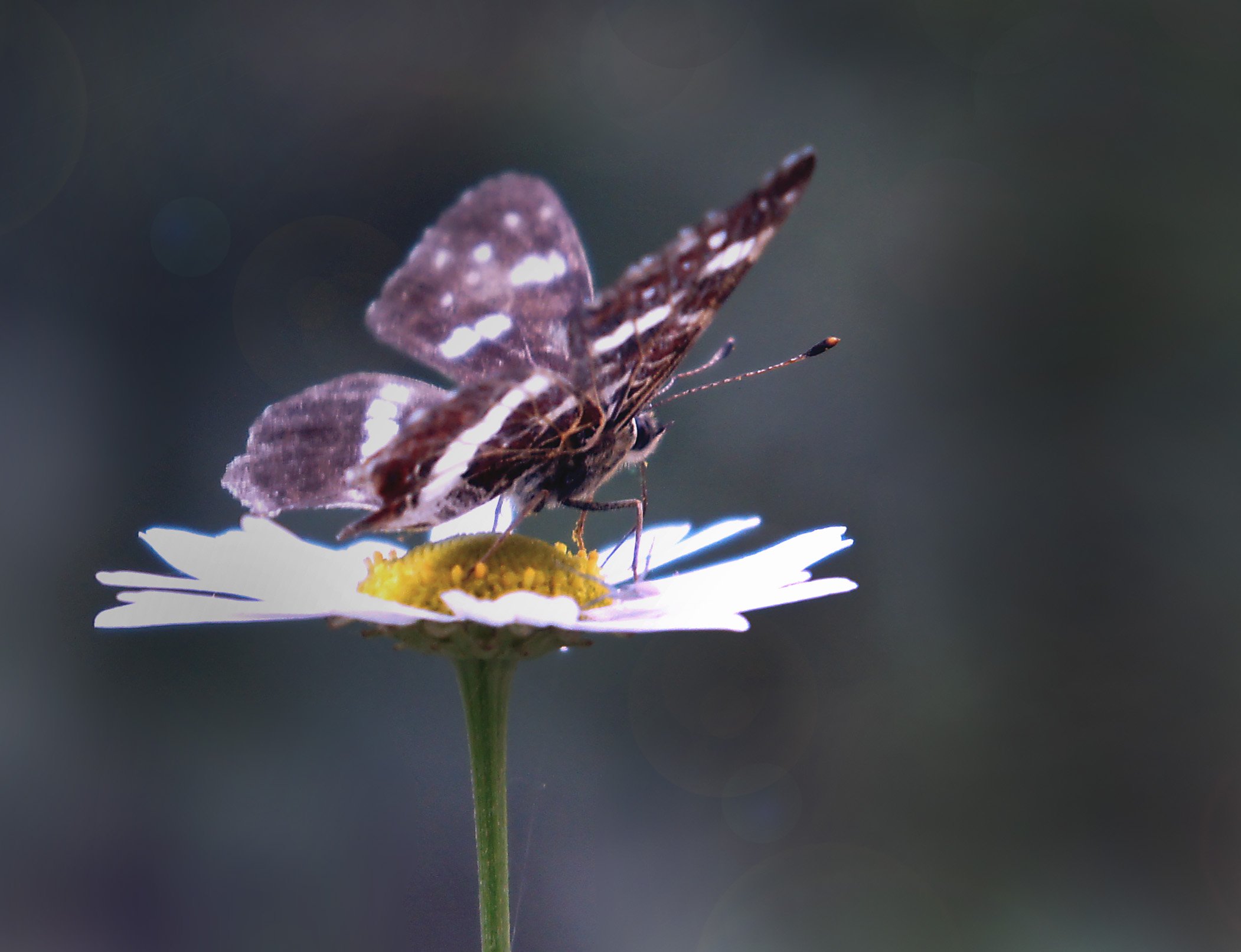 природа лето цветы цветок трава флора красота  насекомое бабочка сибирь, Людмила
