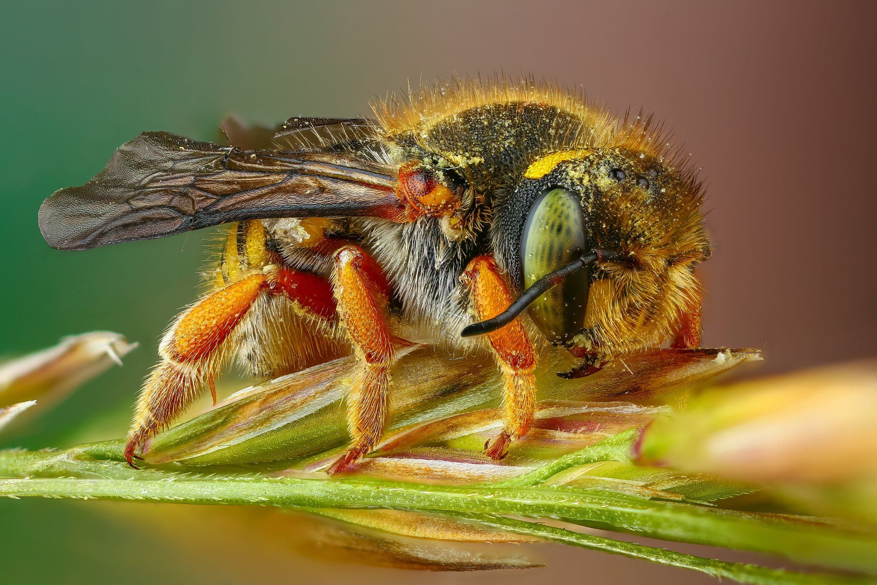 пчела,макро,природа,усы,цвет,зеленый,растение, Андрей Шаповалов