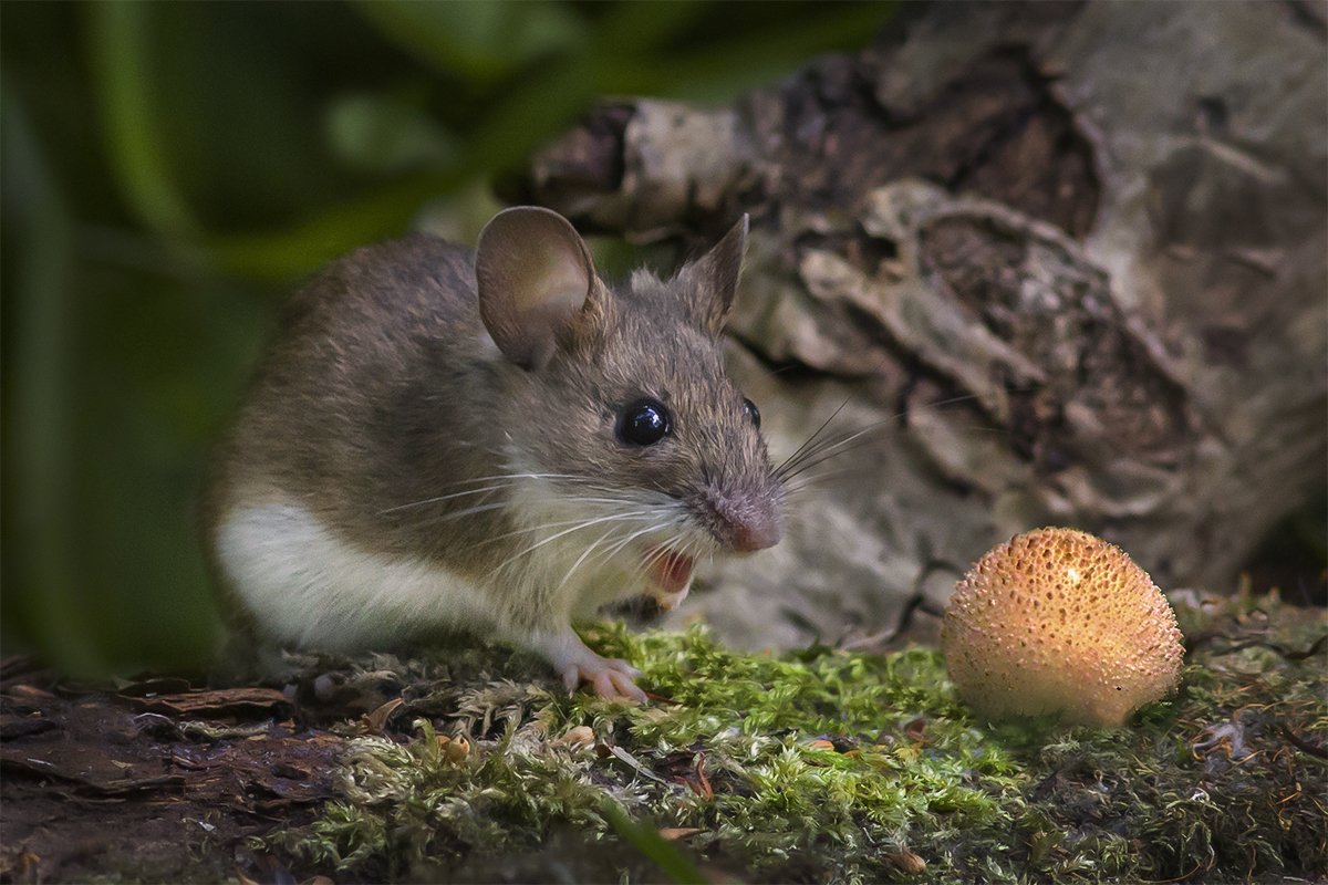 мышь, удивление, гриб, дождевик, Наталия Сытина