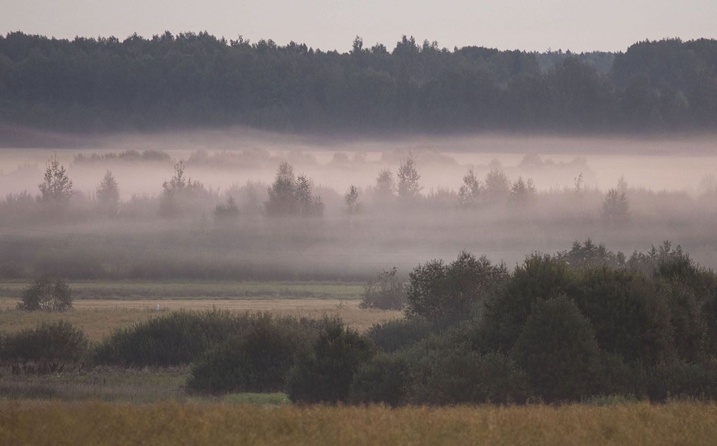 рассвет,туман,утро,поле,лес,природа, landscape, nature,fog, sunrise, woodland, Юлия Стукалова