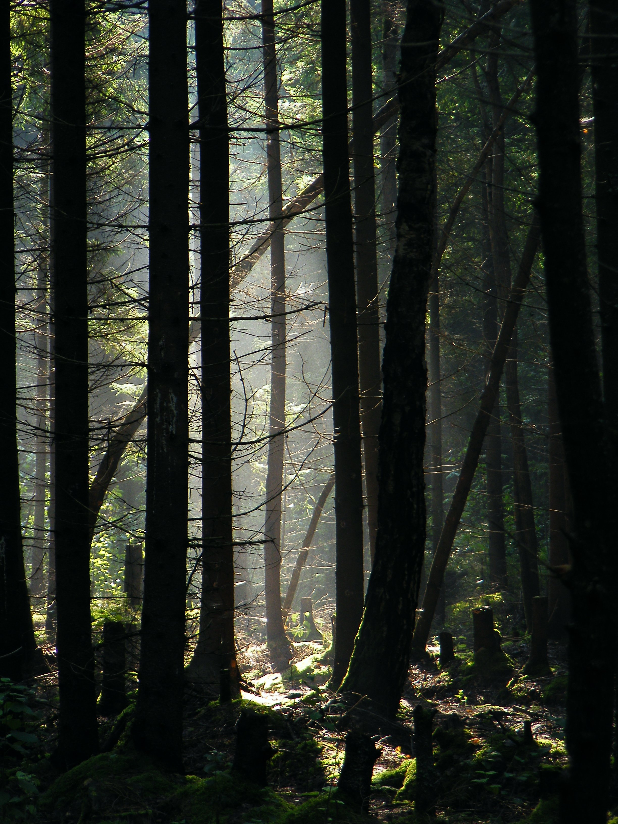 лес, утро, туман, красота, грибы, осень,, Валерий Верещако
