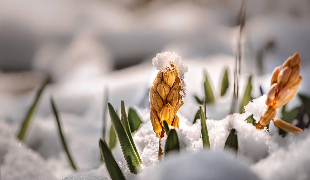 природа, макро, весна, цветы, гиацинт, снег, капризы погоды, Неля Рачкова