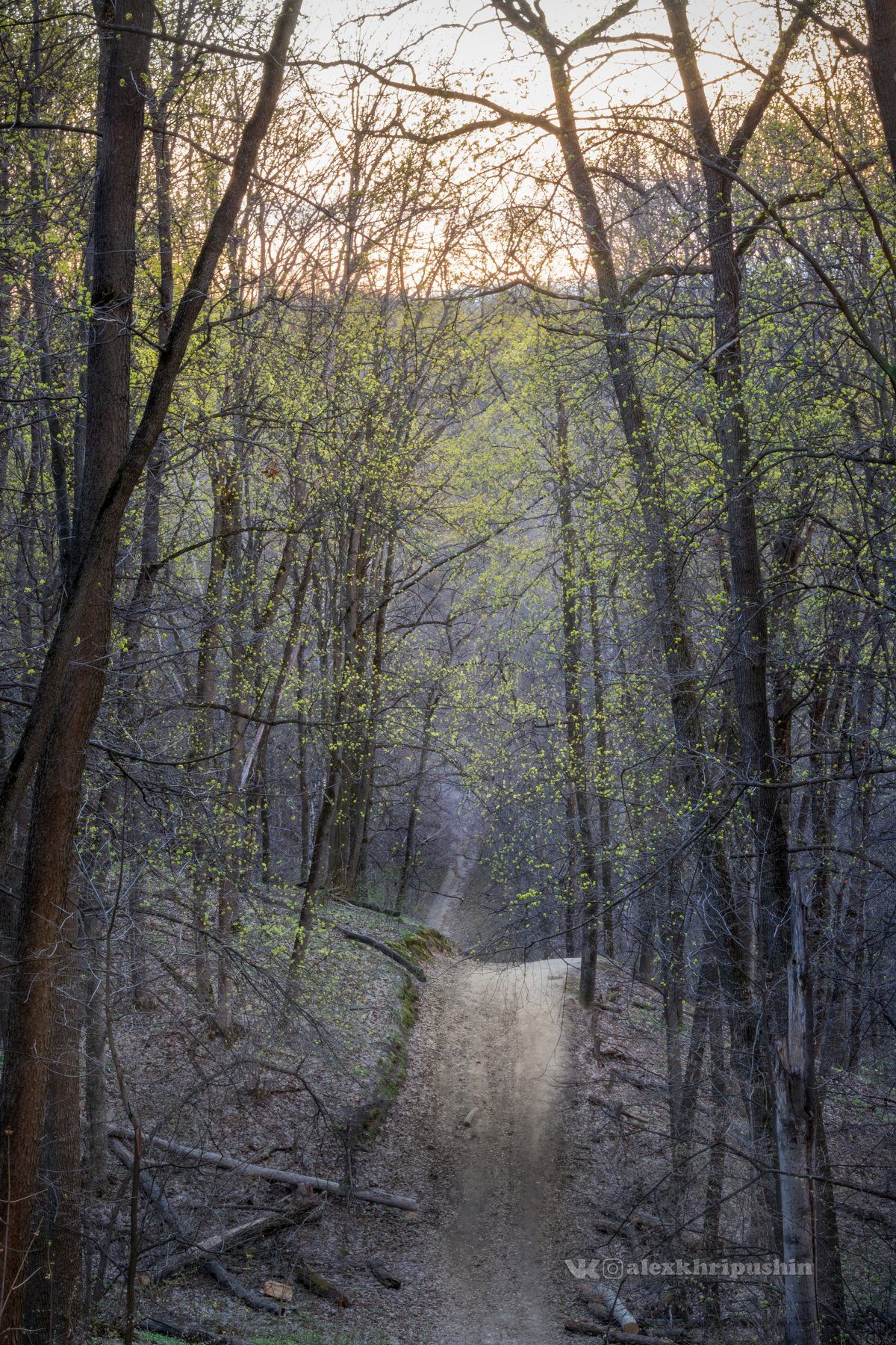 spring sunset landscape trail path tree light, Александр Хрипушин