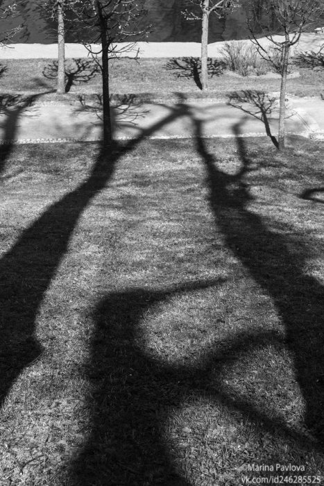 петергоф, нижний парк, тени,тени деревьев, весна,чёрно-белое фото,парейдолия, Марина Павлова