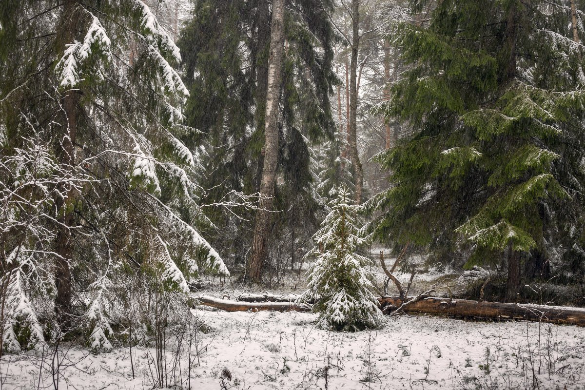 лес апрель снегопад елки, Дмитрий Алексеев
