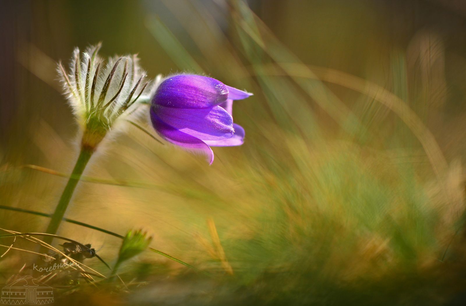 сон-трава, прострел, макросъемка, весна, первоцветы, цветы, макро, Юлия Абрамова