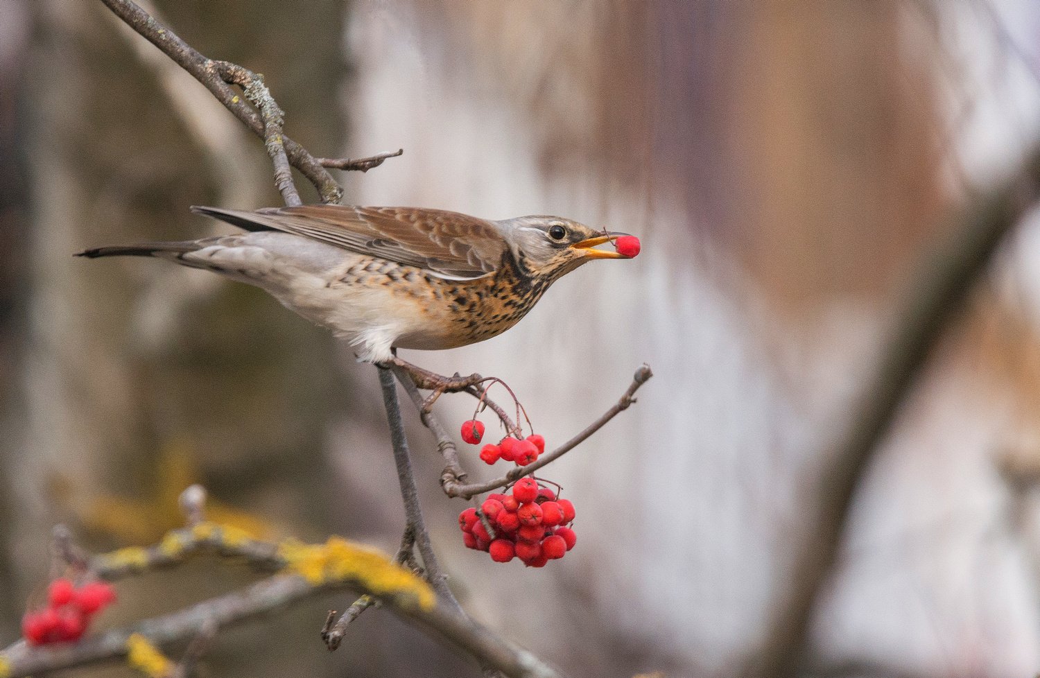 птица дрозд весна зима природа, Руслан Сигушин