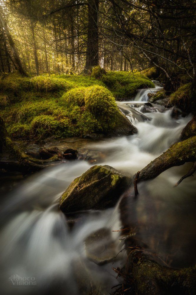 forest,woods,woodland,moss,mossy,light,boreal,stream,water,trees,norway,norwegian, Adrian Szatewicz