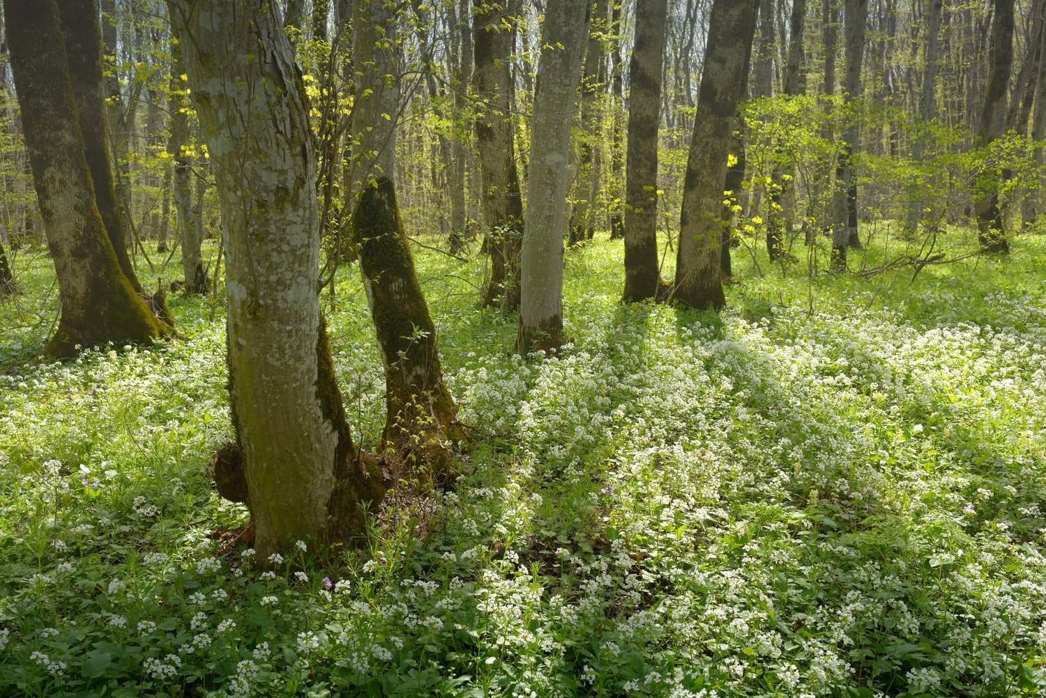 лес весна цветы, Александр Жарников