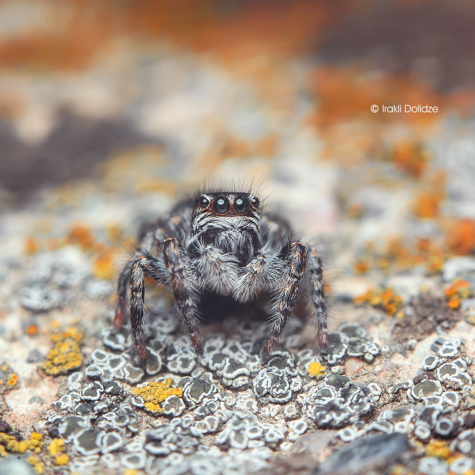 spider, philaeus chrysops, female, macro, nature, close up, canon, ირაკლი დოლიძე