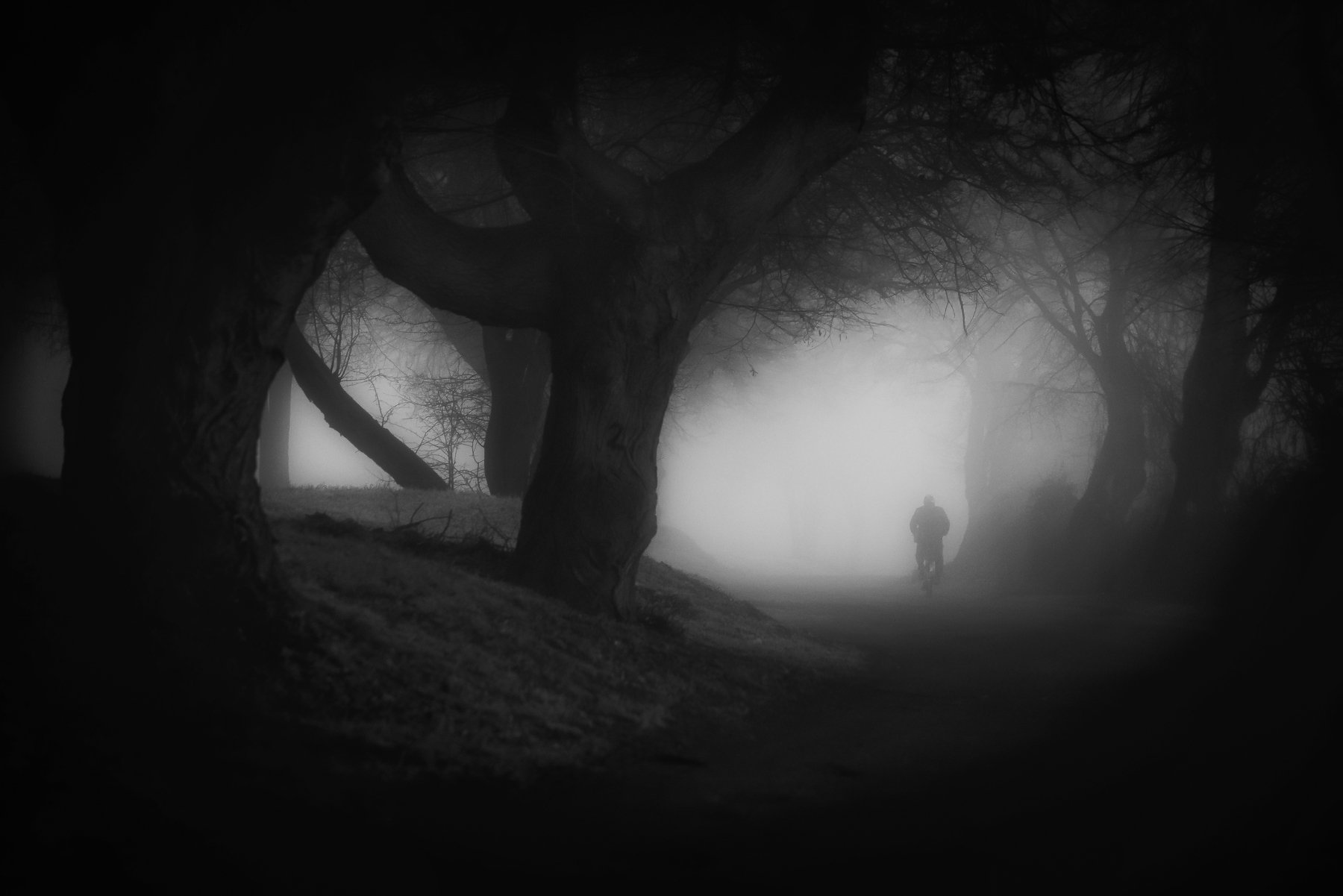 road, trees, rider, light, dawn, nature, fog, man, man on bicycle, mist,nikon, atmosphere, Krzysztof Tollas