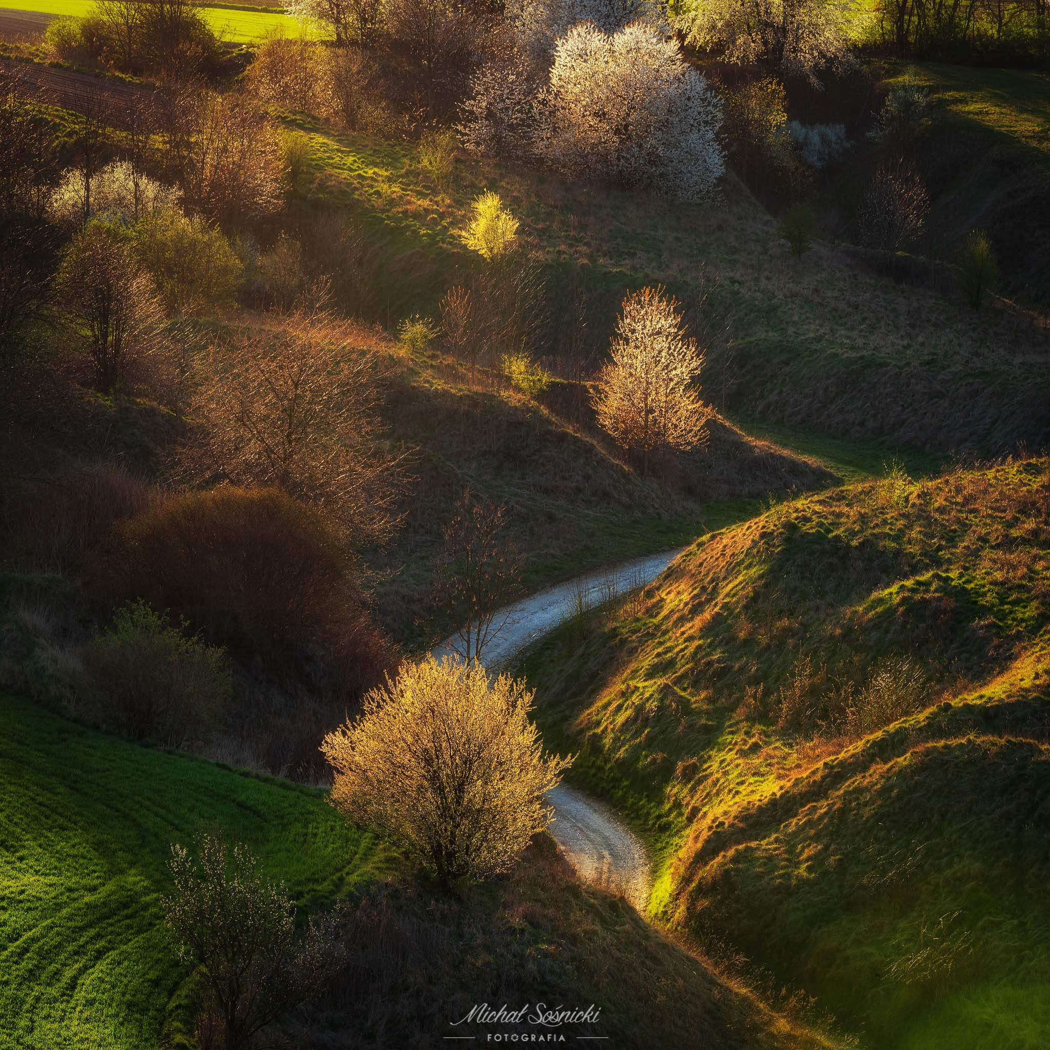 #spring #tree #poland #landscape, Michał Sośnicki