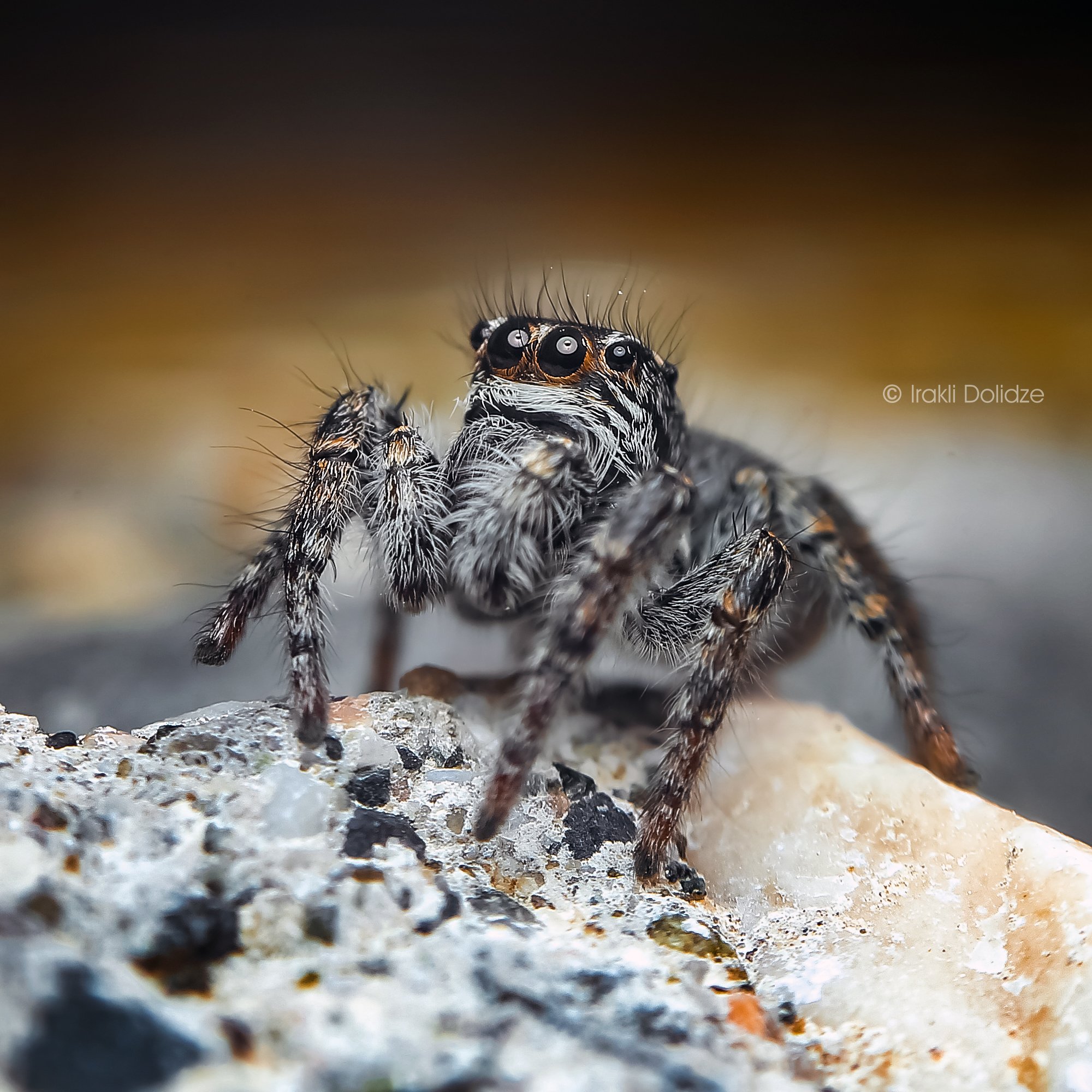 spider, philaeus chrysops, female, macro, nature, close up, canon, ირაკლი დოლიძე
