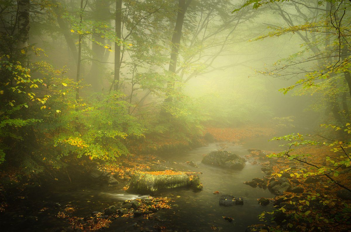 landscape nature scenery forest wood  autumn mist misty fog foggy river mountain staraplanina bulgaria туман лес, Александър Александров