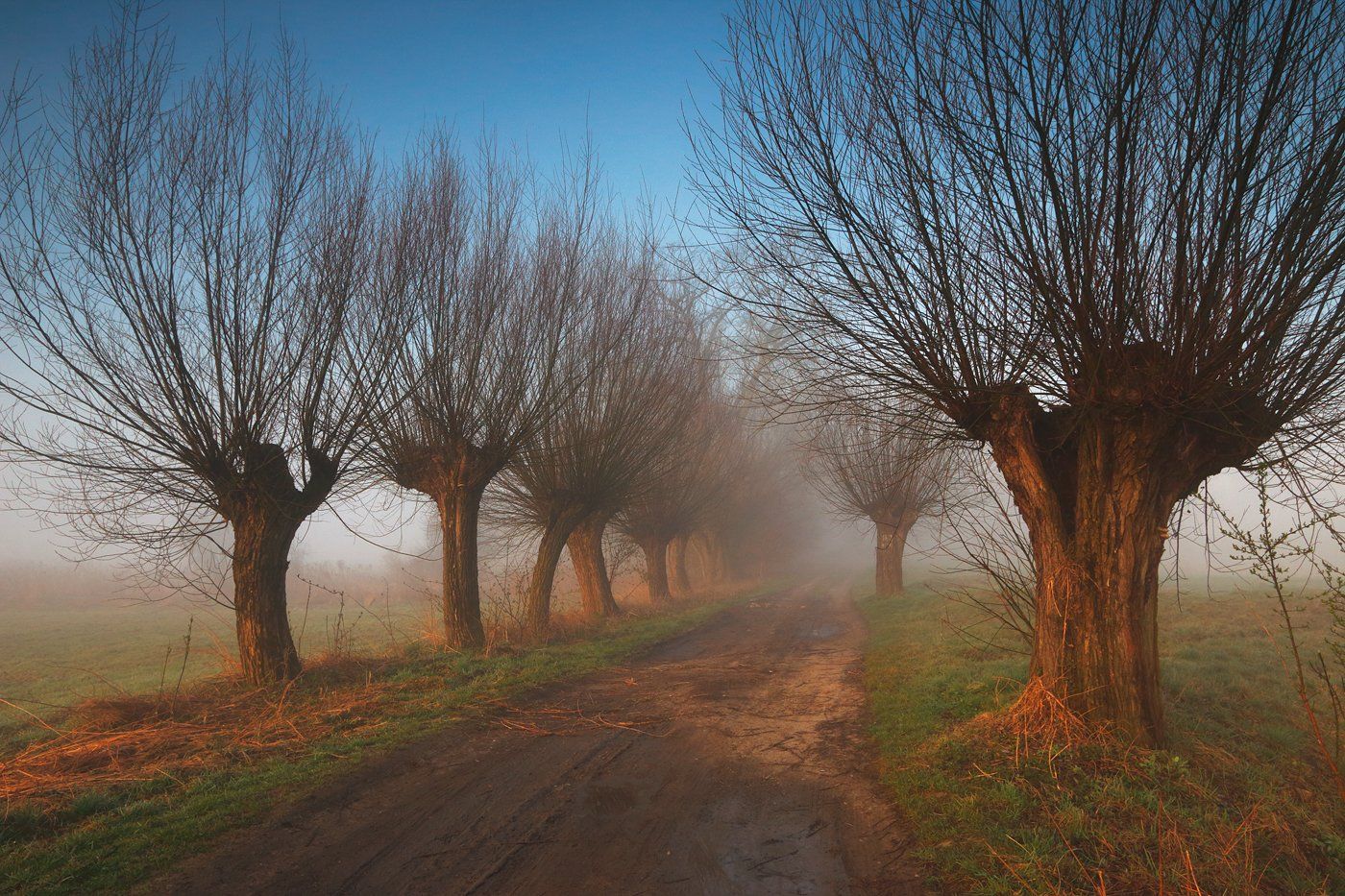 morning, sunrise, willow, road, tree, mist, fog, village, spring,, Jacek Lisiewicz