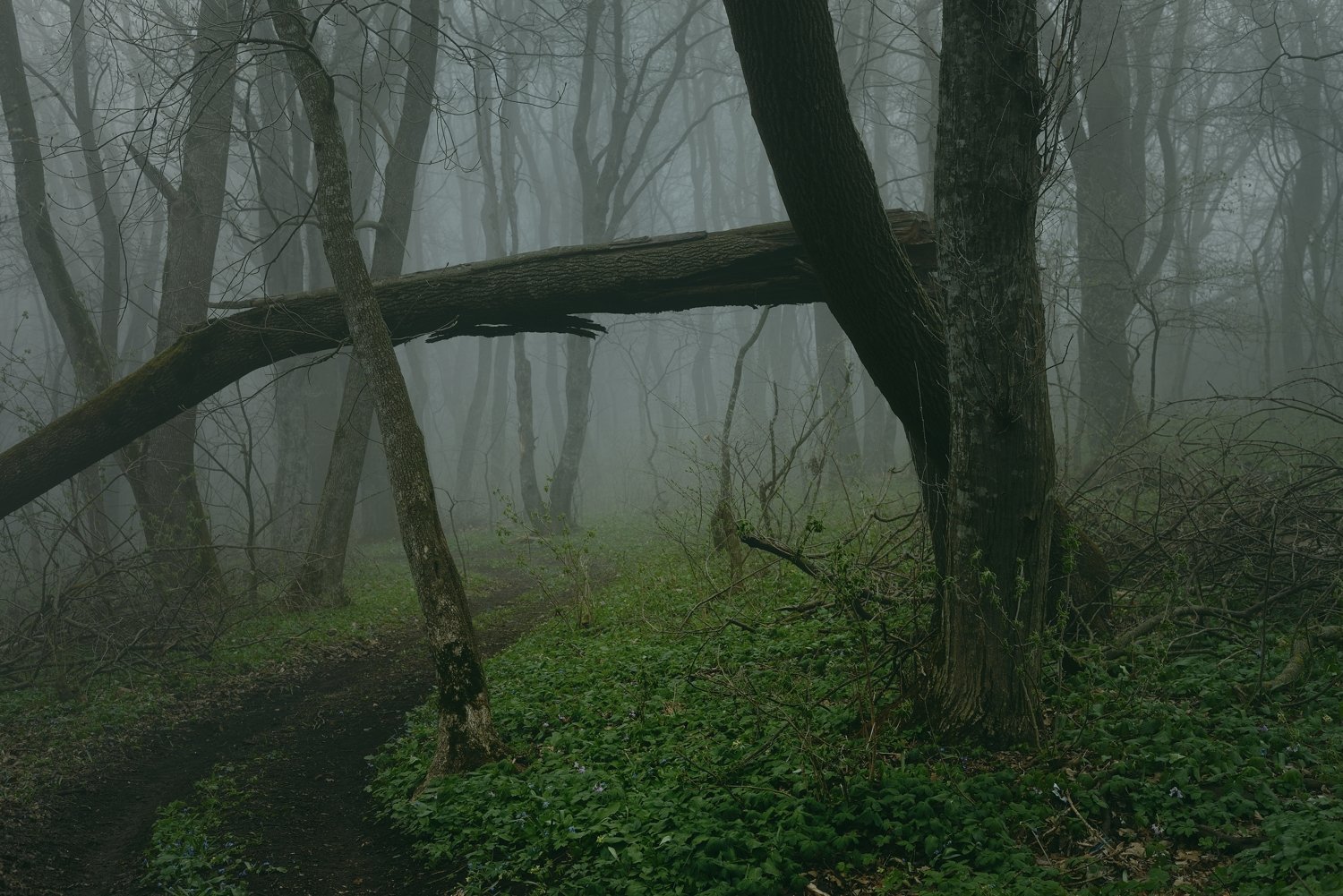 лес весна туман, Александр Жарников