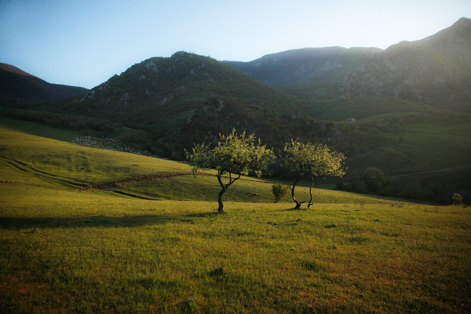 горы,весна,овцы,отара,вершины,пейзаж,небо,деревья,дагестан,природа, Marat Magov