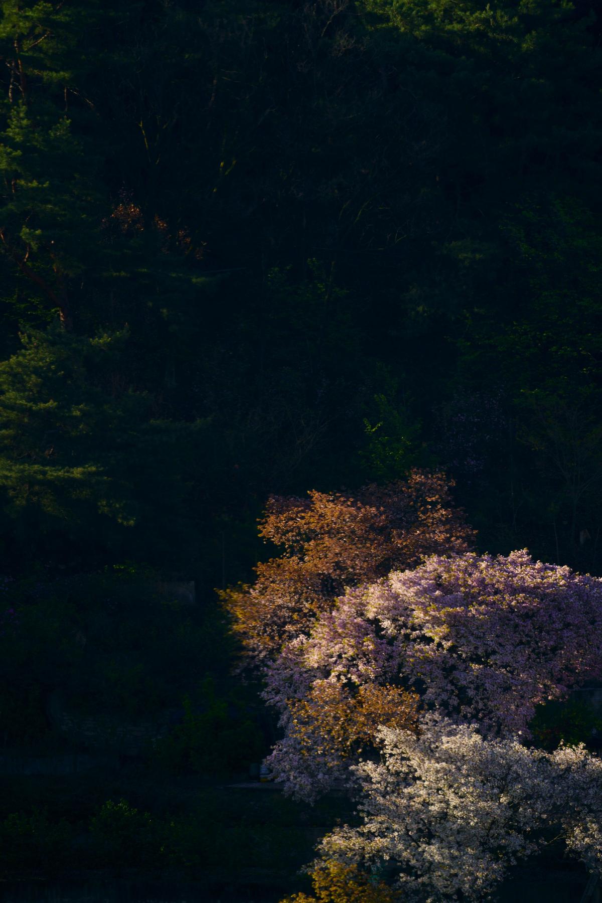 south korea, seoul, spring, flower, cherry blossom, composition, beautiful, light, mountain, morning, contrast, Shin