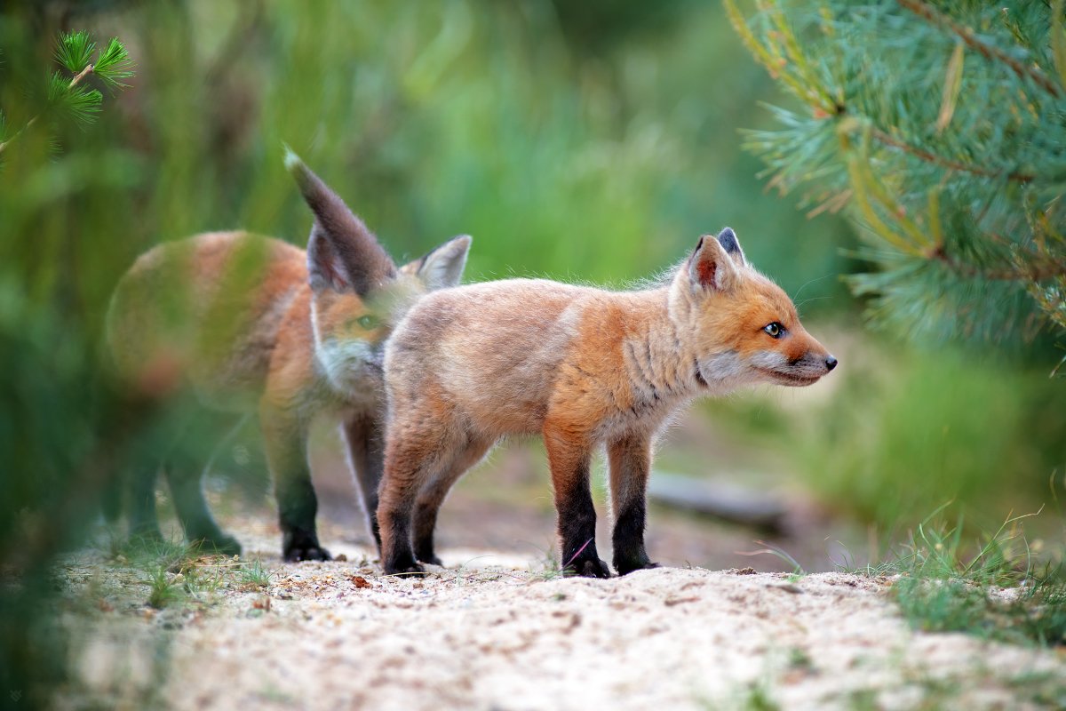 red fox, fox, animal, wildlife, forest, Wojciech Grzanka