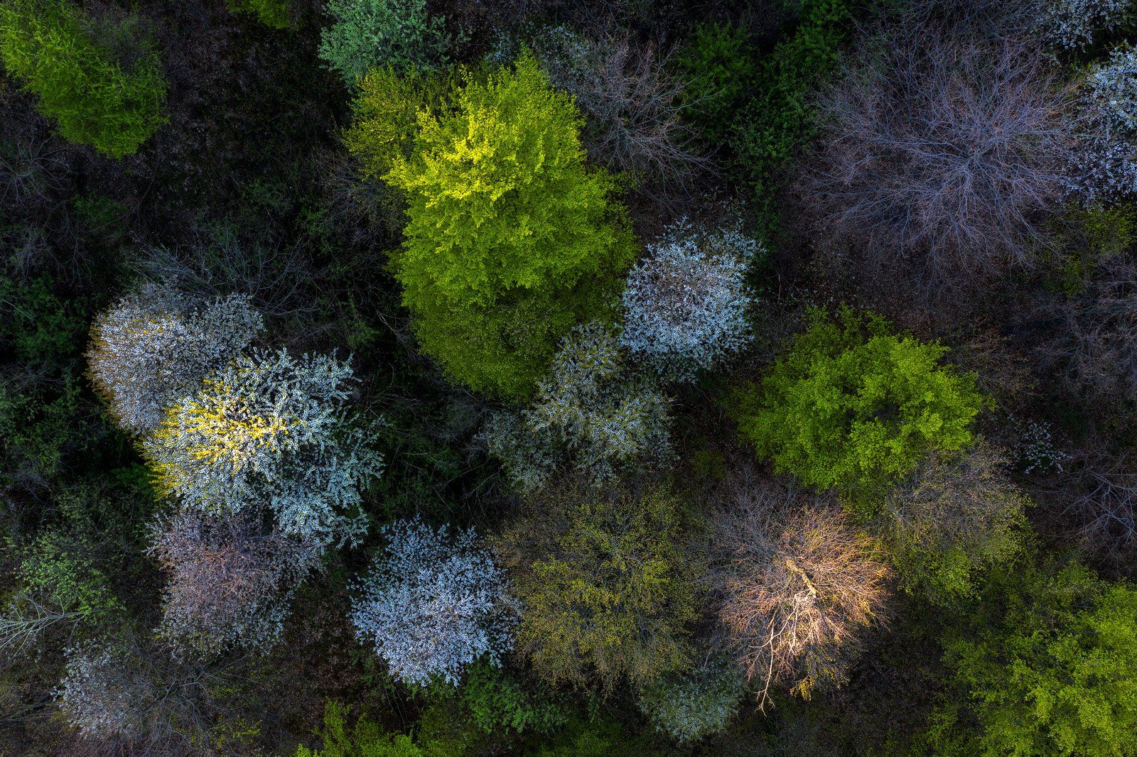 #nature, #aerial, #forest, #green, #romania, #springtime, Gheorghe Popa