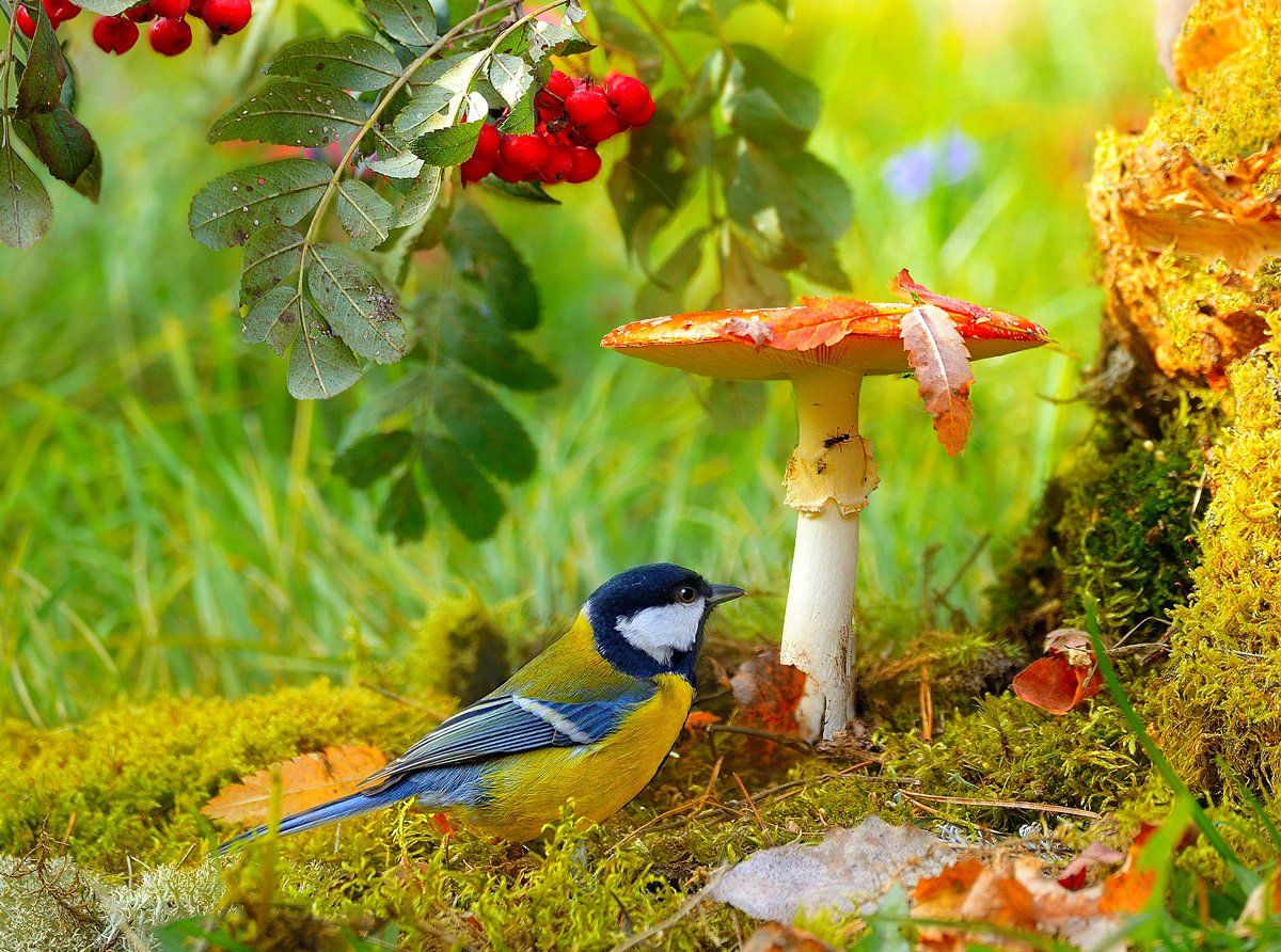 природа, фотоохота,  птицы, животные, осень, грибы, синица, лес, vladilenoff