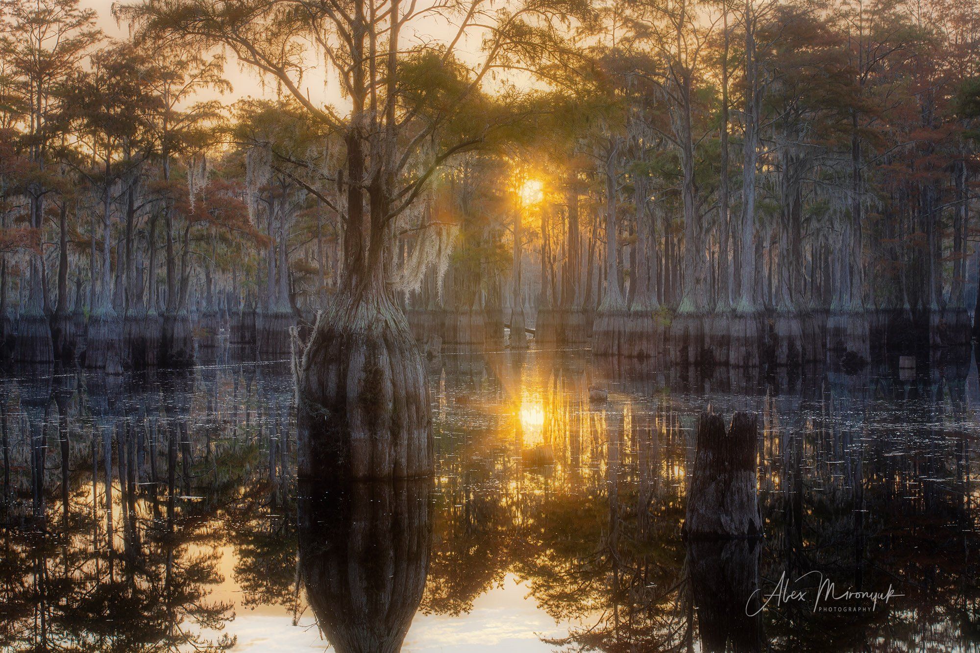 кипарис, болото, озеро, отражение, вода, туман, утро, осень, фото-тур, США, Alex Mironyuk