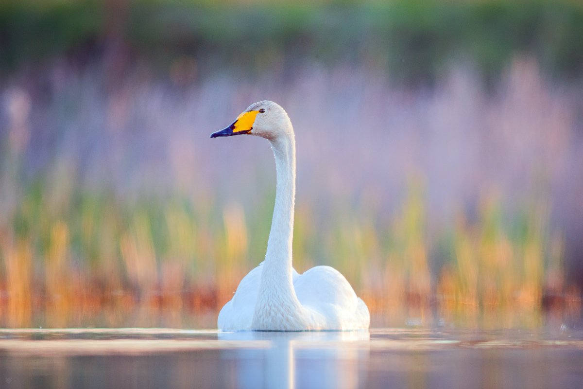 Whooper swan, swan, wildlife, lake, Wojciech Grzanka