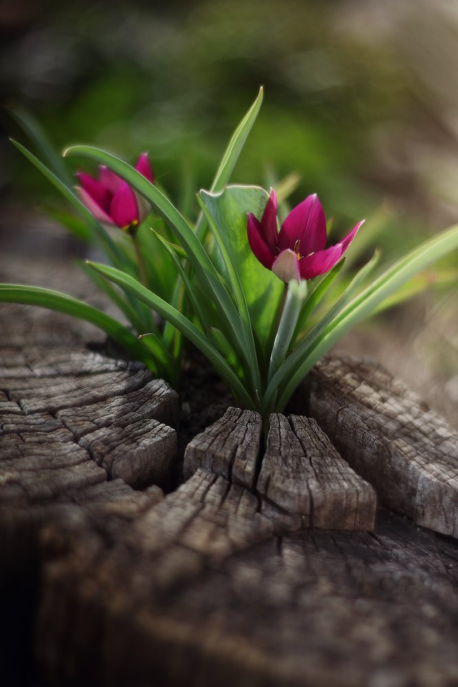 весна апрель тюльпаны, Петриченко Валерий