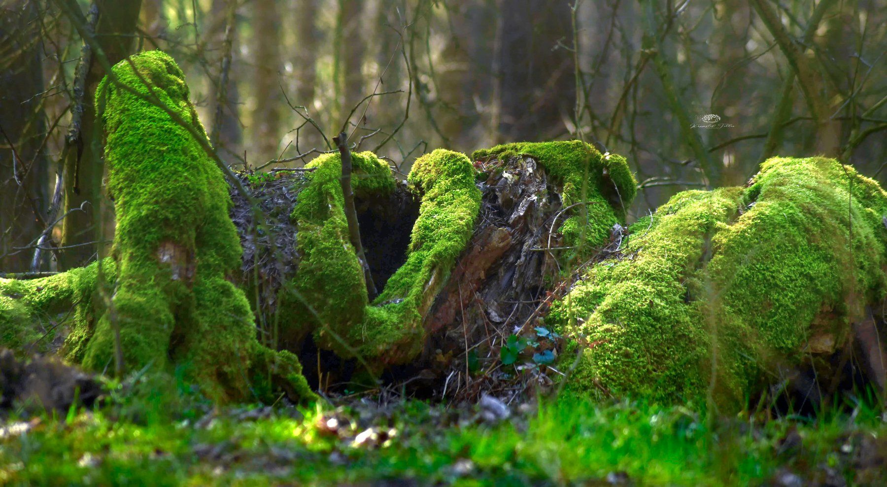 Act, Nature, Morning, forest, Tree, Light, Nikon, Moss, , Krzysztof Tollas