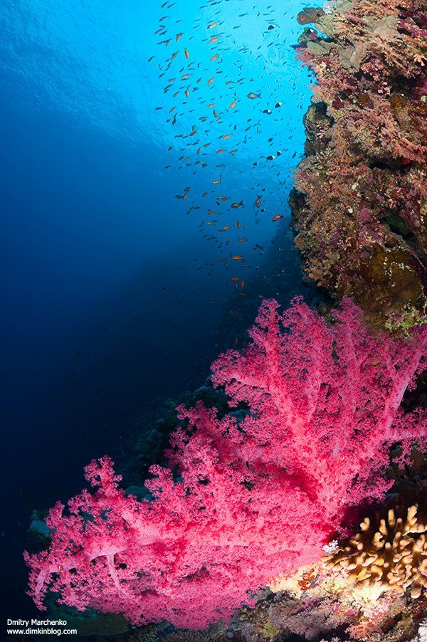soft corals,мягкие кораллы,кораллы,underwater, Дмитрий Марченко
