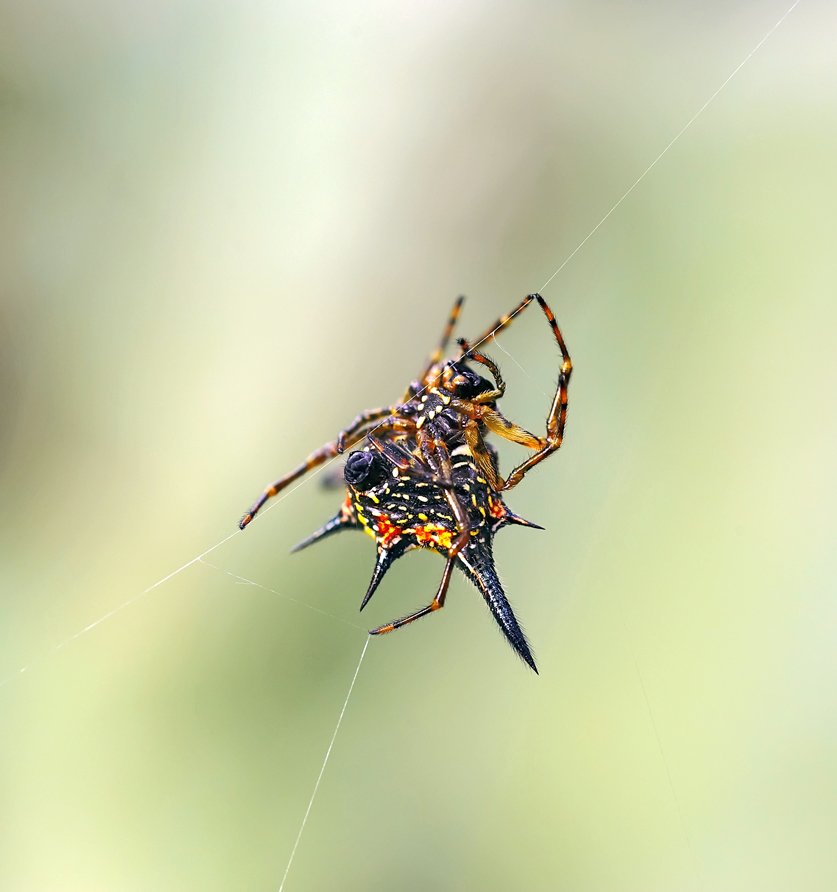 gasteracantha hasselti, spider, паук, макро, closeup, macro, closeup, insect, макро, насекомые, gnilenkov, Alexey Gnilenkov