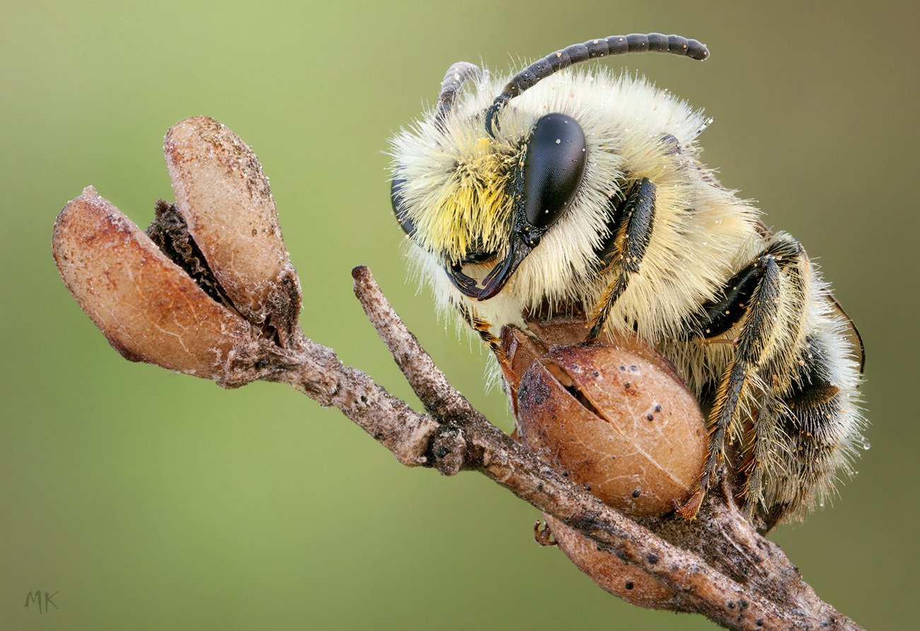 дикая, пчела, Miron Karlinsky