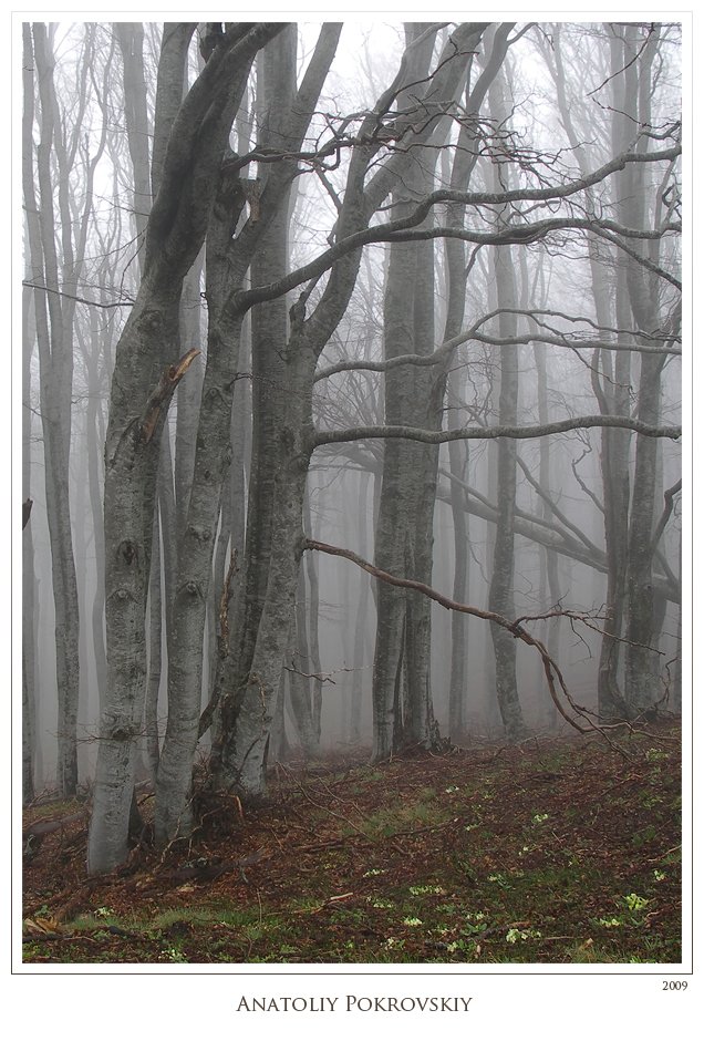 лес, туман, дерево, крым, горы, тырке, весна, анатолий покровский, Анатолий Покровский