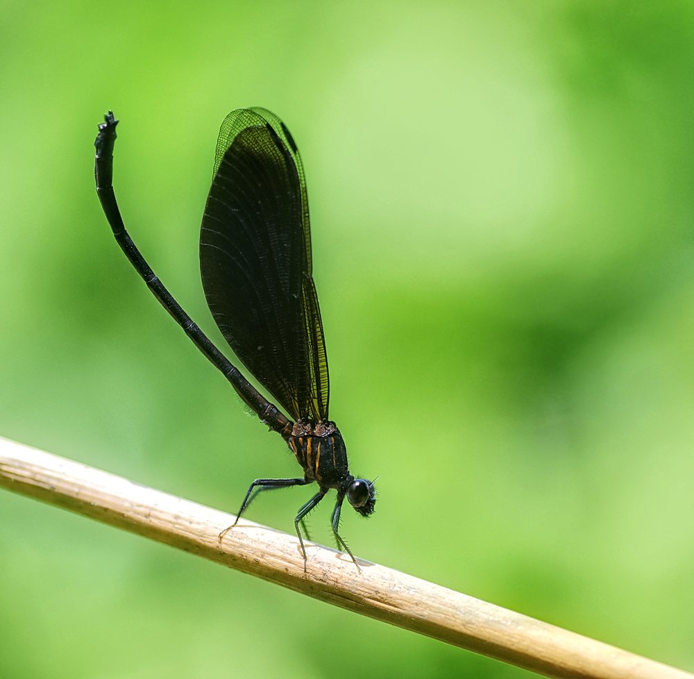 macro, closeup, insect, макро, насекомые, gnilenkov, Alexey Gnilenkov