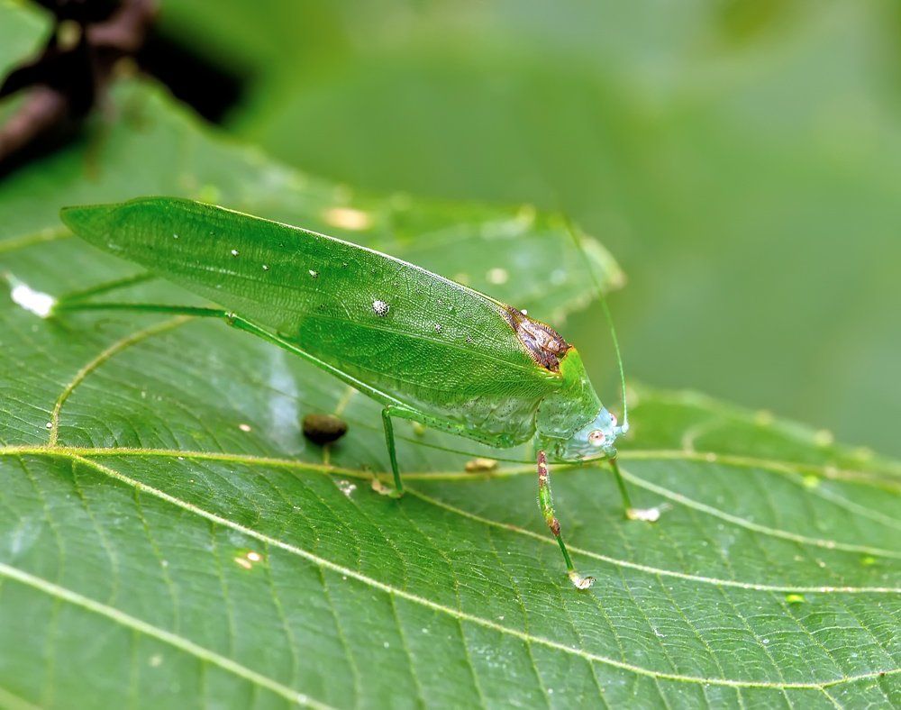 macro, closeup, insect, макро, насекомые, gnilenkov, Alexey Gnilenkov