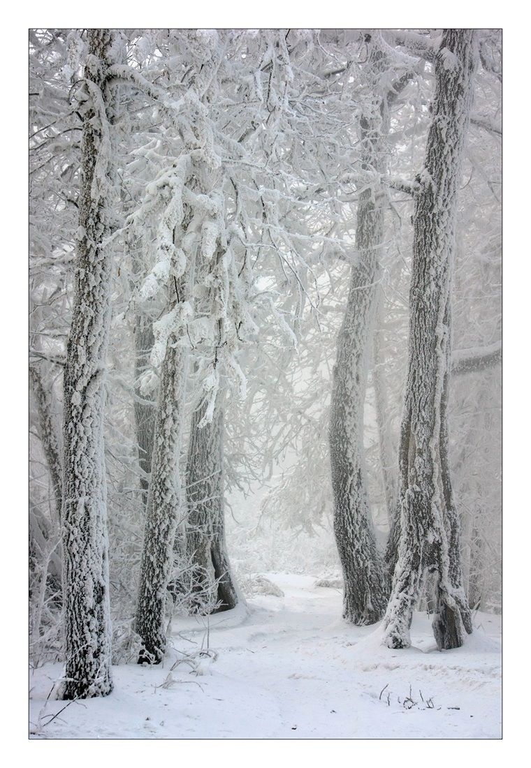 мороз, снег, зима, лес, деревья, Криволуцкий Игорь