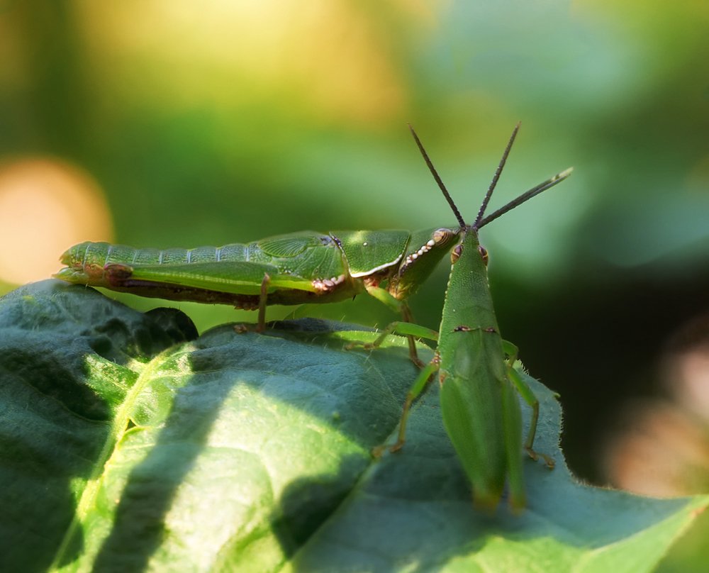 macro, closeup, insect, макро, насекомые, gnilenkov, Alexey Gnilenkov