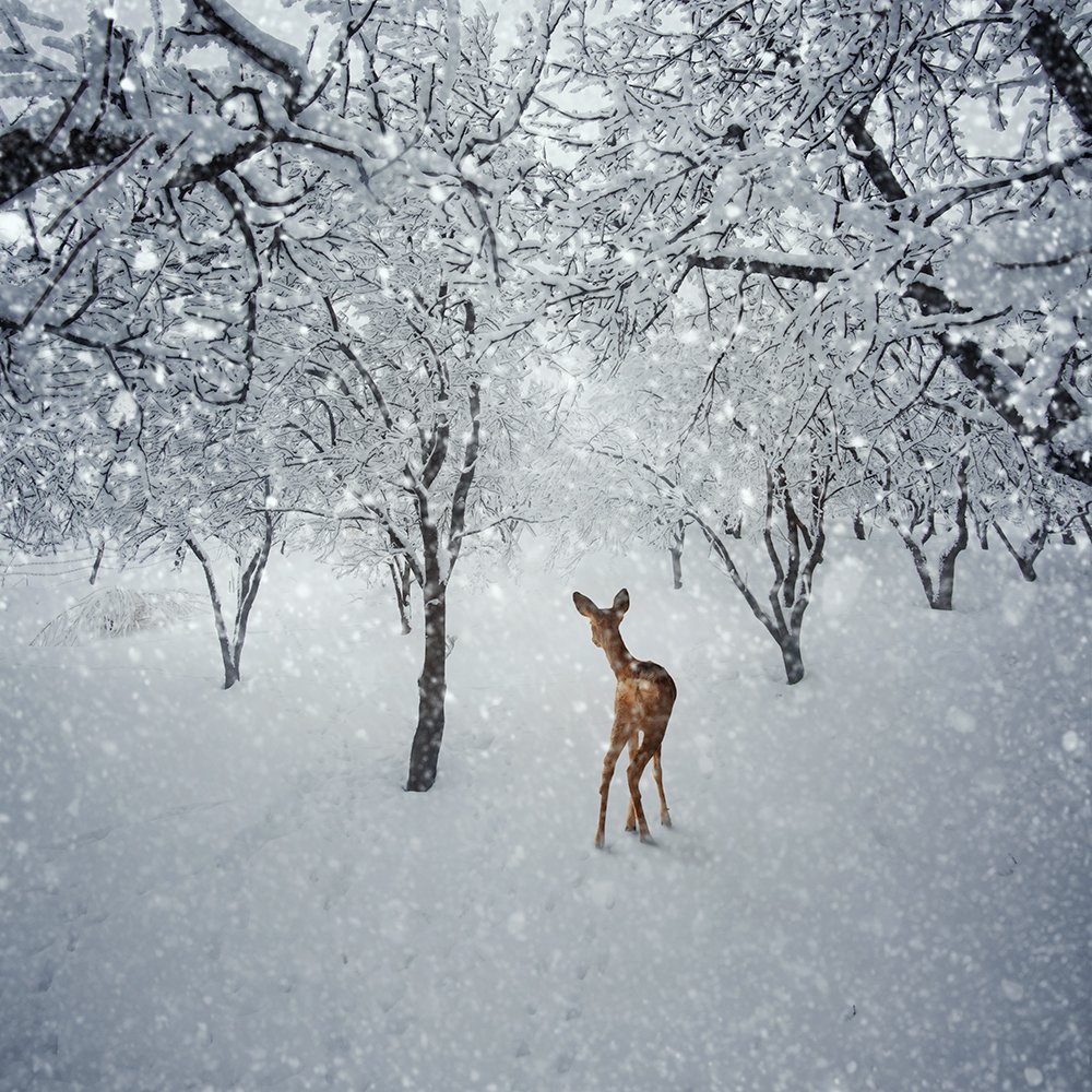 forest, tree, white, snow, alone, deer, Caras Ionut