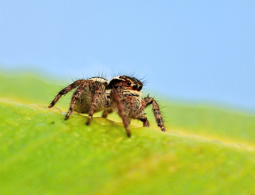 macro, closeup, insect, макро, насекомые, gnilenkov, Alexey Gnilenkov