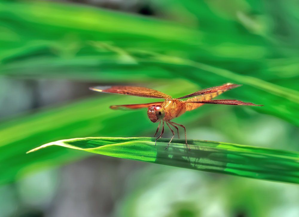 macro, closeup, insect, макро, насекомые, gnilenkov, Alexey Gnilenkov