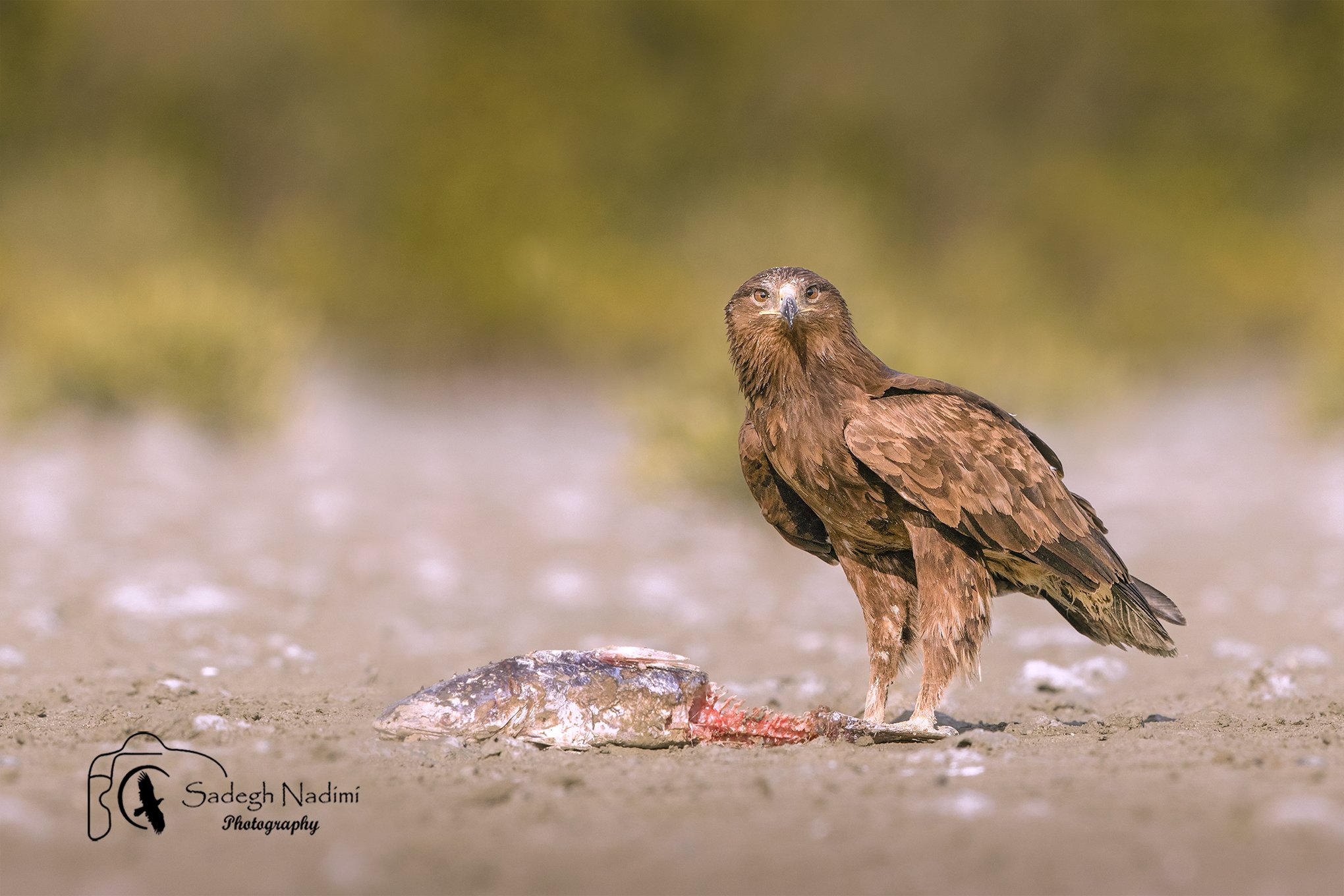 bird, Sadegh Nadimi