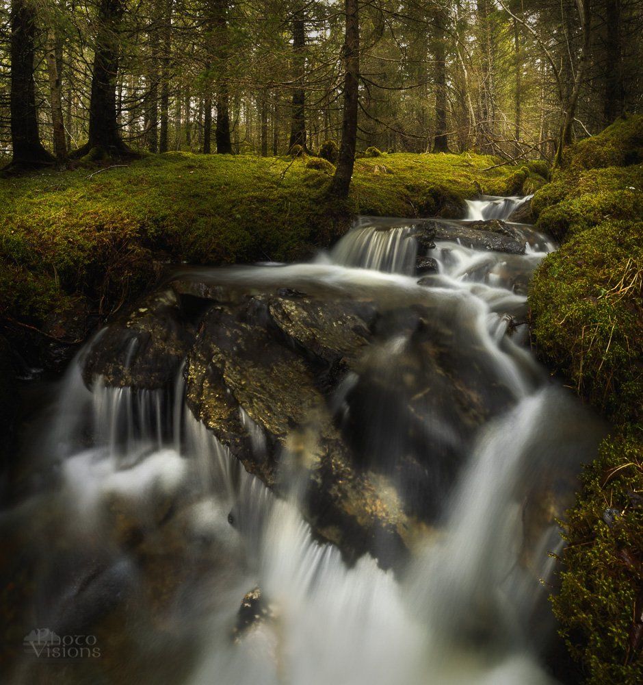 boreal,forest,woodland,woods,moss,stream,water,flowing,spring,springtime,tree,trees,forest floor,norway,norwegian,, Adrian Szatewicz