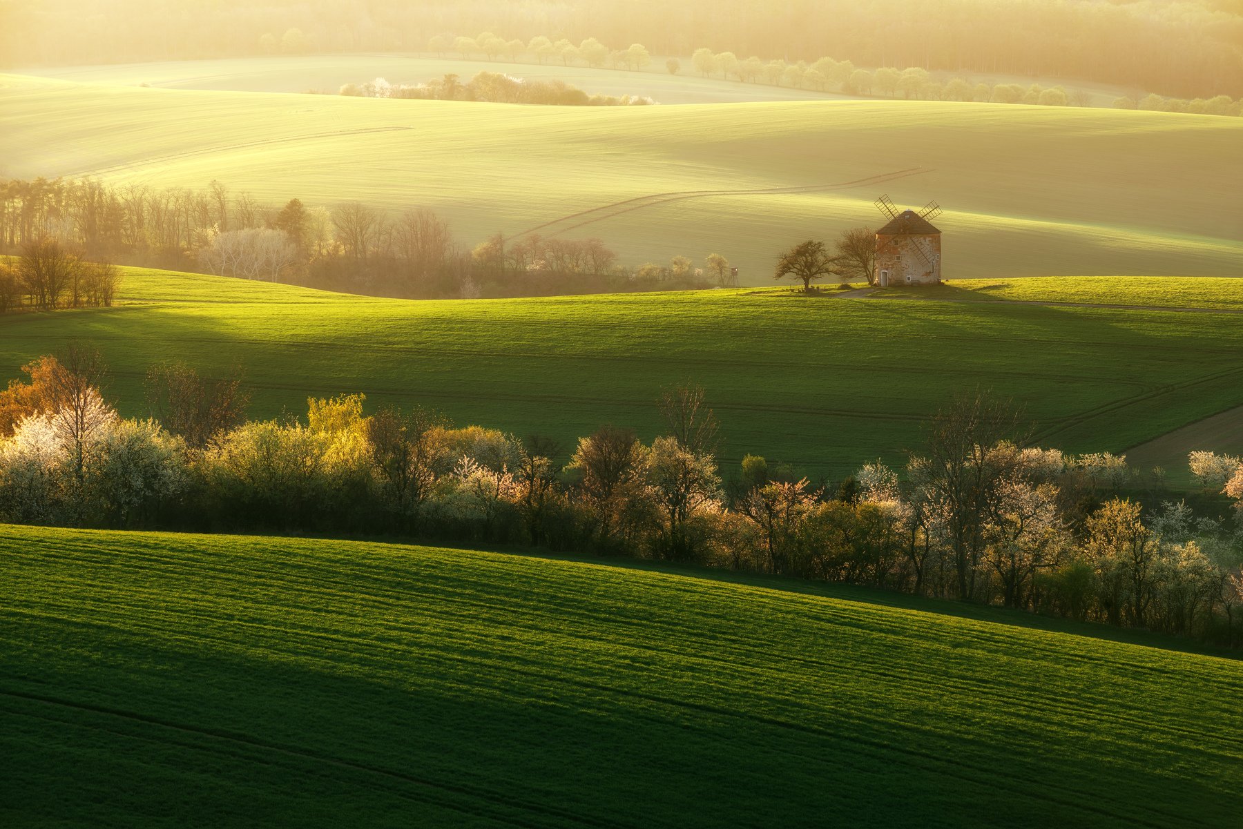 spring, field, landscape, blooming, green, sunset, moravia , czech republic, Milan Samochin