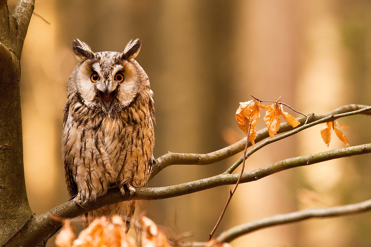 , Robert Adamec